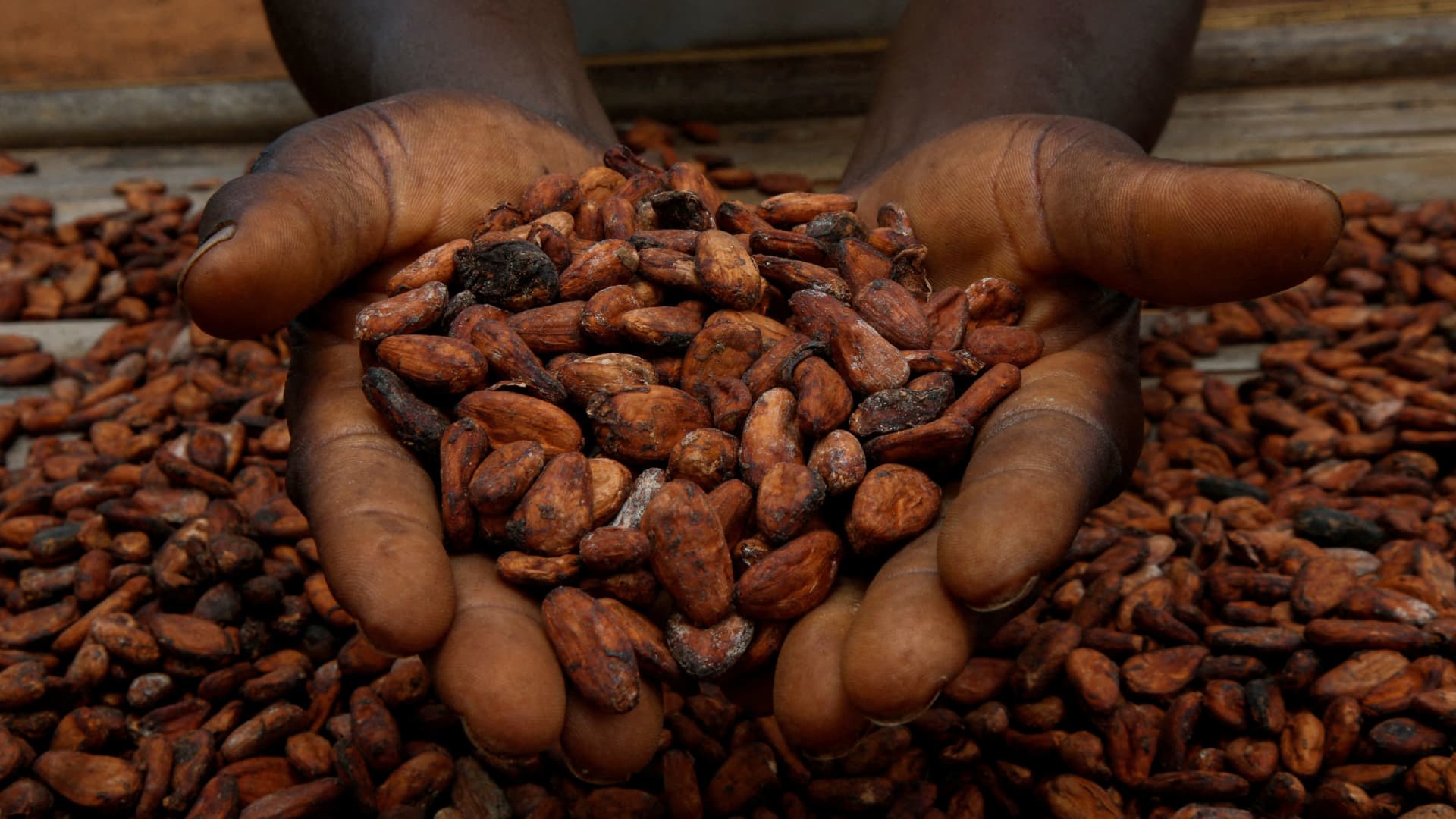 A farmer holds cocoa beans as he dries them in a village in Sinfra, Ivory Coast, on April 29, 2023.